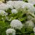 Hydrangea arborescens Annabell - cserjés hortenzia