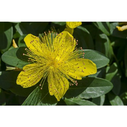 Hypericum calycinum Rose of Sharon- örökzöld orbáncfű