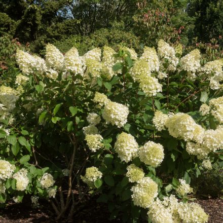 Hydrangea paniculata Silver Dollar - bugás hortenzia