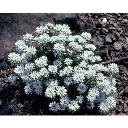 Iberis sempervirens Fishbeck - örökzöld tatárvirág