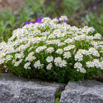 Iberis sempervirens Snowdrift- örökzöld tatárvirág