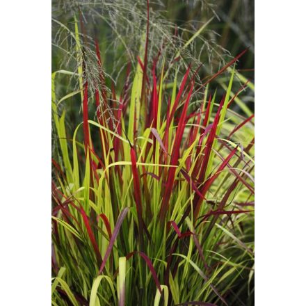 Imperata cylindrica Red Baron - japán vérfű