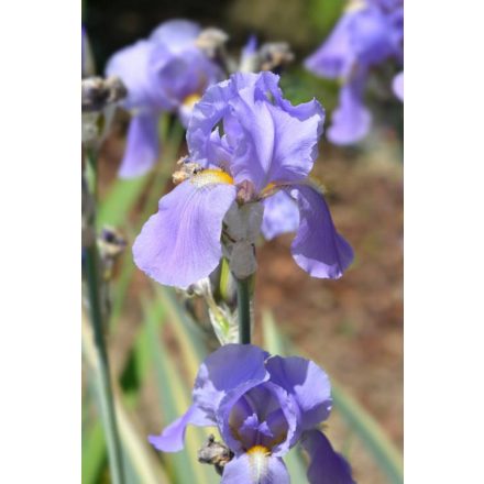 Iris pallida Variegata - dalmát nőszirom
