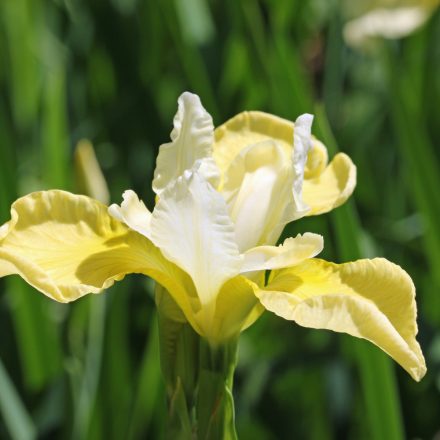 Iris sibirica Butter and Sugar - szibériai nőszirom