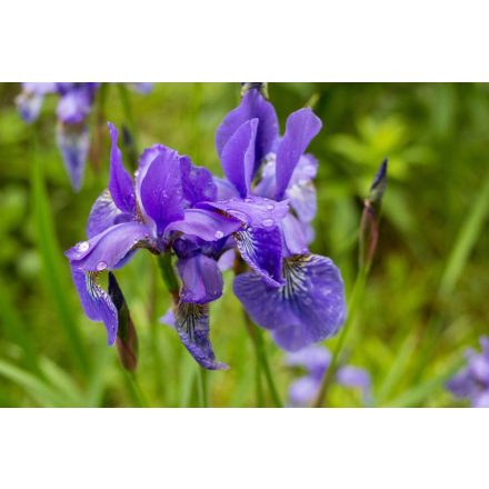 Iris sibirica Ruffled Velvet - nőszirom