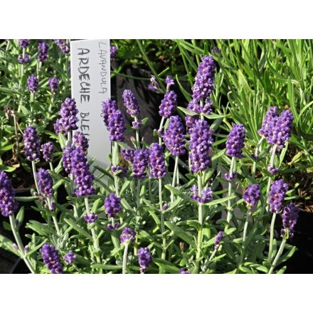 Lavandula angustifolia Ardeche Blue- levendula