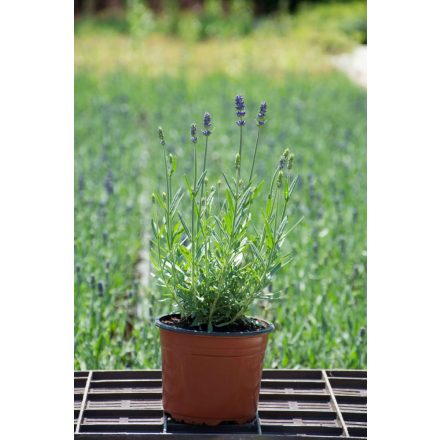 Lavandula angustifolia Aromatico Blue- levendula