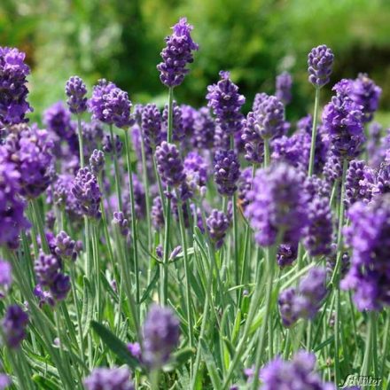 Lavandula angustifolia Aromatico Blue Compact- levendula