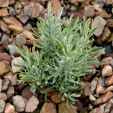 Lavandula intermedia Silver Edge - provanszi levendula