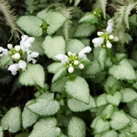 Lamium maculatum White Nancy - fehér foltos árvacsalán