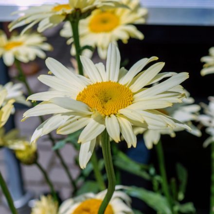 Leucanthenum maximum Brodway Light