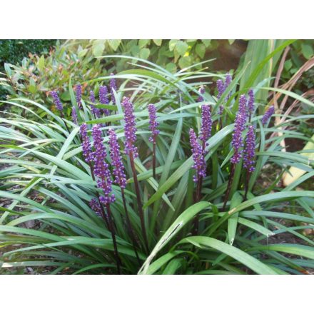 Liriope muscari Ingwersen- gyöngyikés gyepliliom