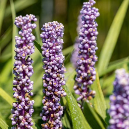 Liriope muscari Moneymaker - gyöngyikés gyepliliom