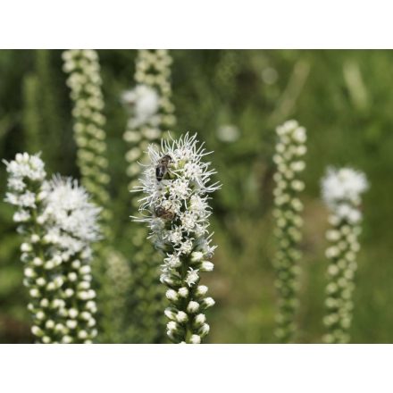 Liatris spicata Floristan White- füzéres díszcsorba