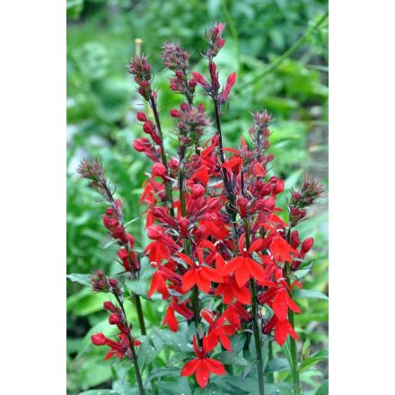 Lobelia speciosa Starship Scarlet - pompás lobélia