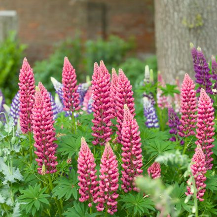 Lupinus polyphyllus Pink -  rózsaszín csillagfürt