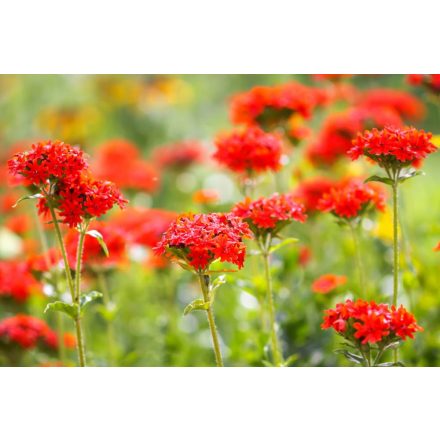 Lychnis chalcedonica Red - égőszerelem