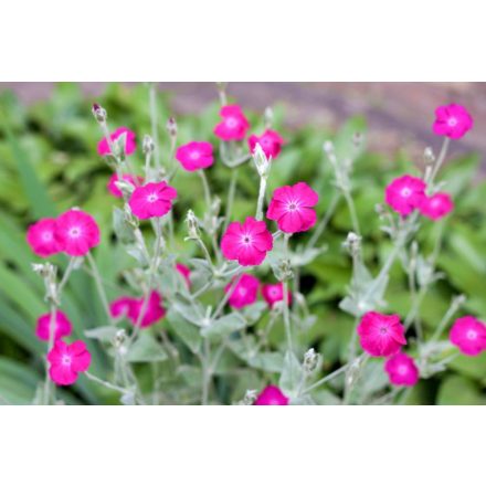 Lychnis coronaria Atrosanguinea - bársonyos kakukkszegfű