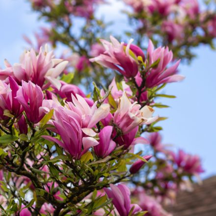 Magnolia liliflora Nigra - liliomfa