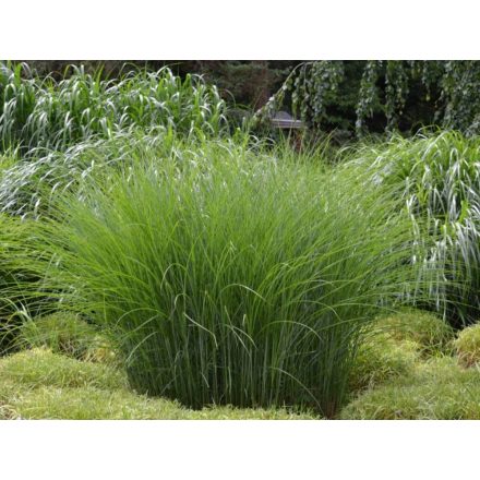 Miscanthus sinensis - kínai virágosnád