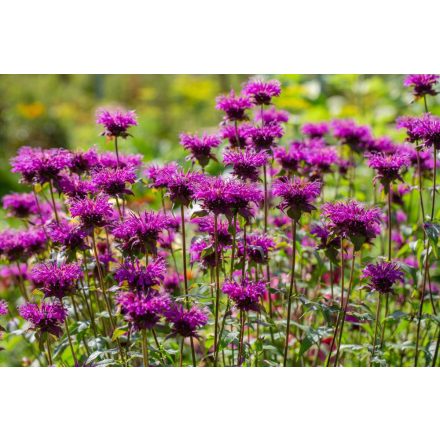 Monarda didyma Balmy Lilac - méhbalzsam