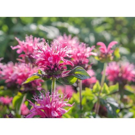 Monarda didyma Balmy Pink - méhbalzsam