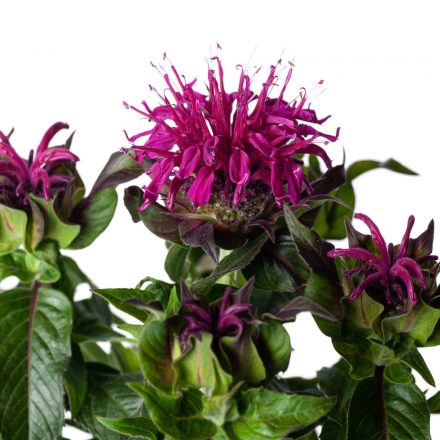 Monarda didyma Balmy Purple Red- méhbalzsam