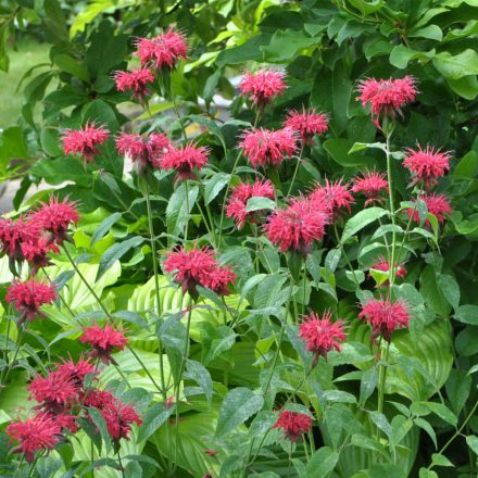 Monarda didyma Red Shades - méhbalzsam