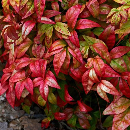 Nandina domestica Firepower - japán szentfa