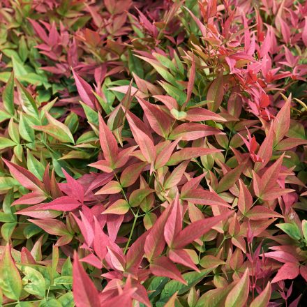 Nandina domestica Gulf Stream - japán szentfa