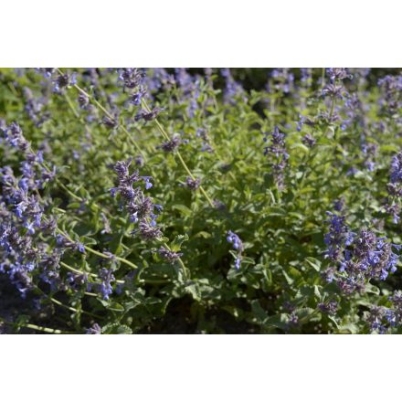 Nepeta fassenii - kerti macskamenta