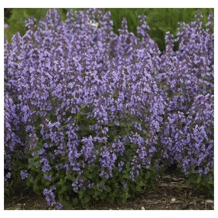 Nepeta fassenii Cat's Pajamas Blue - macskamenta