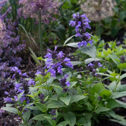 Nepeta subsessilis Purple Prelude - japán macskamenta