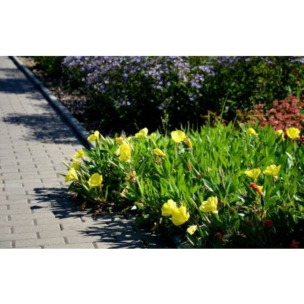 Oenothera macrocarpa - ligetszépe