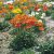 Papaver nudicaule Orange- izlandi mák