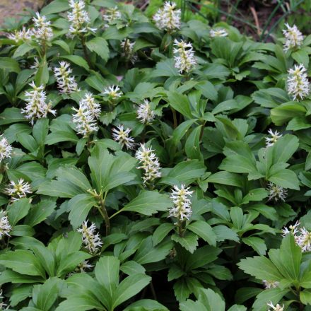 Pachysandra terminalis Green Sheen - japán kövérke