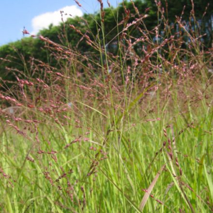 Panicum virgatum Rehbraun- vesszős köles