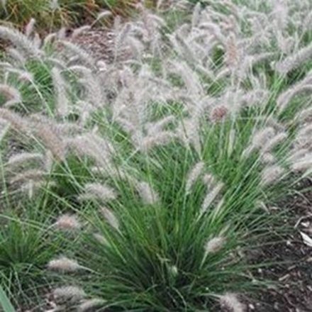 Pennisetum Little Bunny - évelő tollborzfű