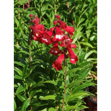 Penstemon hartwegii Red- bugatölcsér