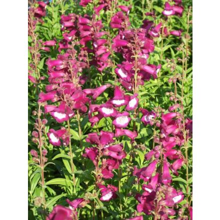 Penstemon hartwegii Violet- bugatölcsér