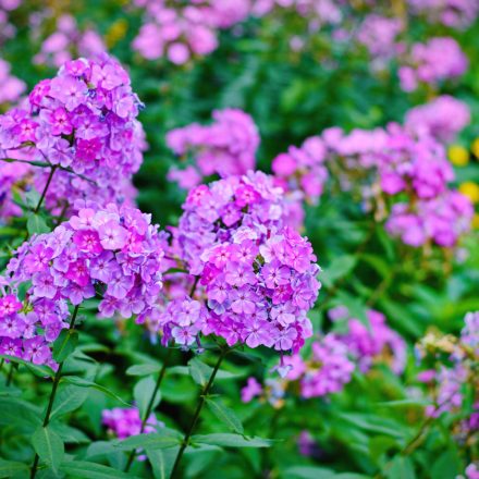 Phlox paniculata - bugás lángvirág