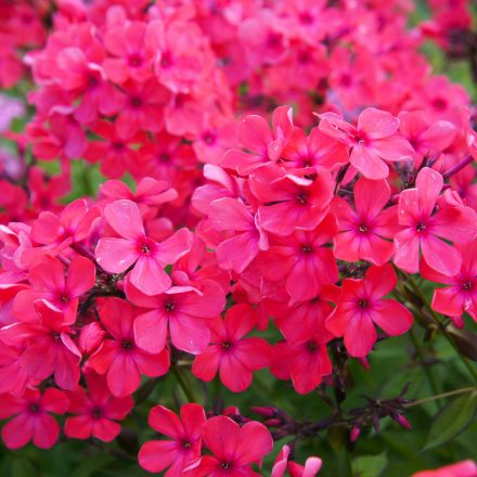 Phlox paniculata Ka-Pow Pink - bugás lángvirág