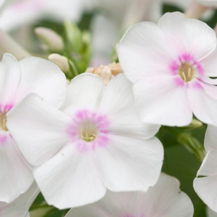 Phlox paniculata Ka-Pow White - bugás lángvirág