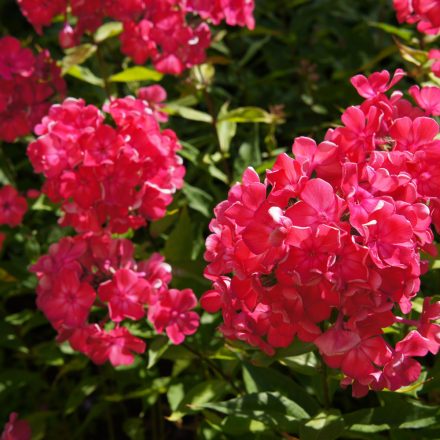 Phlox paniculata Starfire - bugás lángvirág