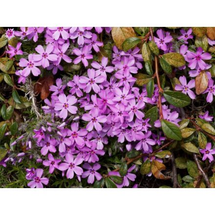 Phlox subulata Fort Hill  - árlevelű lángvirág