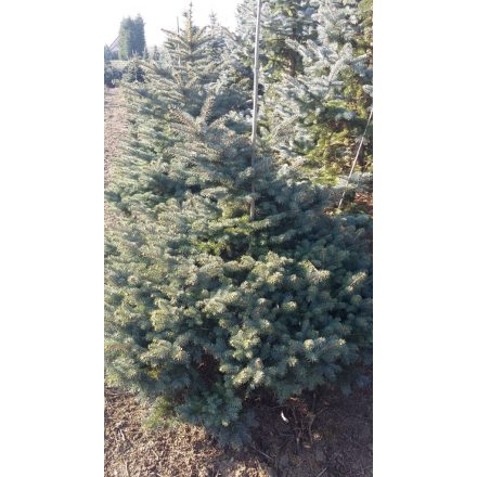 Picea pungens Glauca Globosa - törpe, gömb ezüstfenyő 