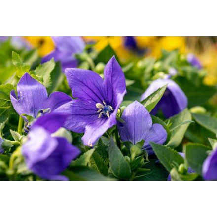 Platycodon grandiflorus Astra Blue - léggömbvirág