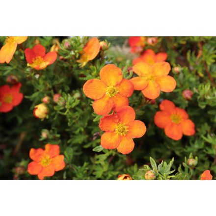 Potentilla fruticosa Hopley"s Orange - cserjés pimpó