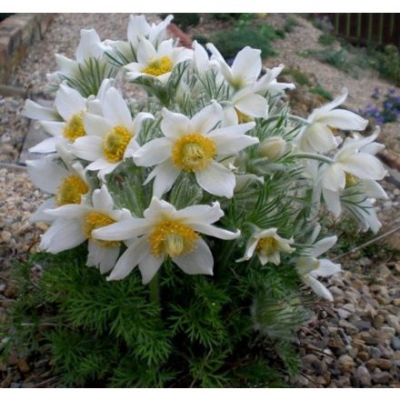 Pulsatilla vulgaris Alba - kökörcsin Alba