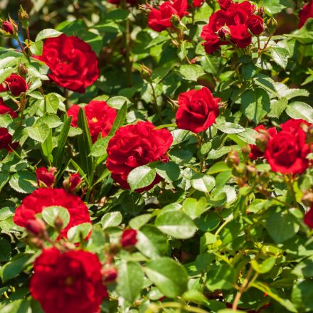 Rosa Red Fairy - talajtakaró rózsa, piros